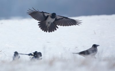 Bonte Kraai/Hooded Crow