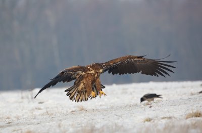 Zeearend/White-tailed Eagle