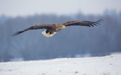 Zeearend/White-tailed Eagle