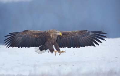 Zeearend/White-tailed Eagle