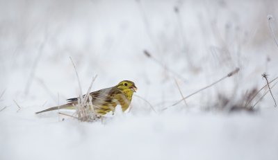 Geelgors/Yellowhammer