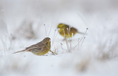 Geelgors/Yellowhammer