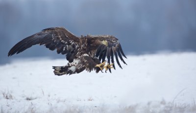 Zeearend/White-tailed Eagle