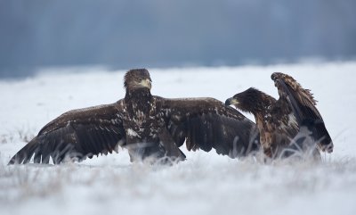 Zeearend/White-tailed Eagle