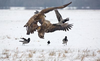 Zeearend/White-tailed Eagle