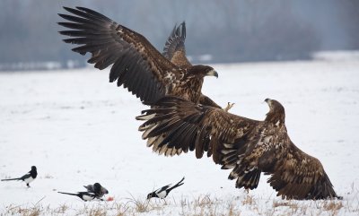 Zeearend/White-tailed Eagle