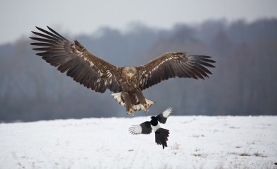 Zeearend/White-tailed Eagle