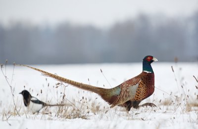 Fazant/Pheasant