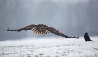 Zeearend/White-tailed Eagle