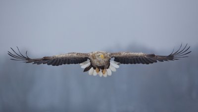 Zeearend/White-tailed Eagle