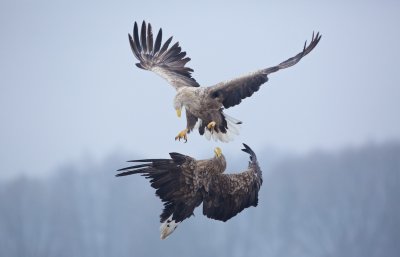 Zeearend/White-tailed Eagle