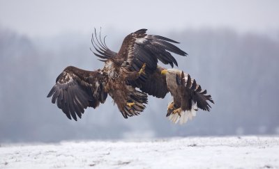 Zeearend/White-tailed Eagle