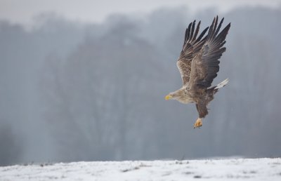 Zeearend/White-tailed Eagle