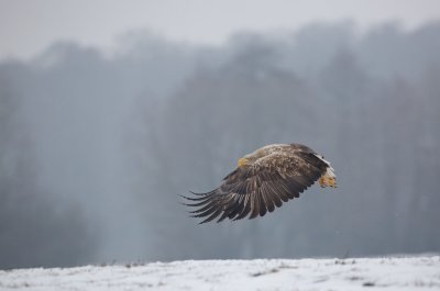 Zeearend/White-tailed Eagle