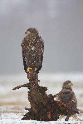 Zeearend/White-tailed Eagle