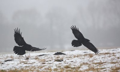Raaf/Raven