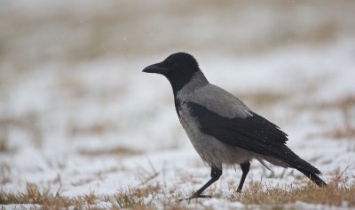 Bonte Kraai/Hooded Crow