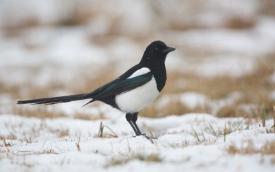 Ekster/Magpie