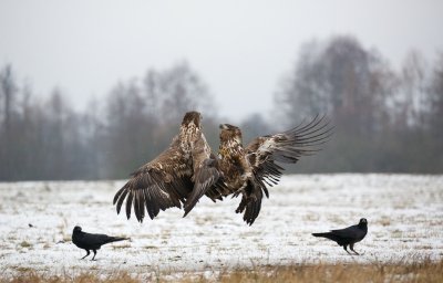 Zeearend/White-tailed Eagle