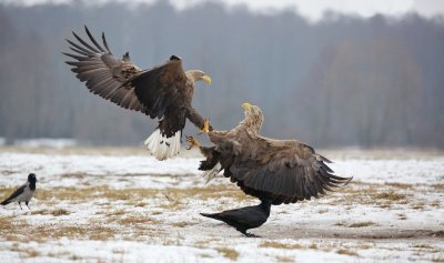 Zeearend/White-tailed Eagle