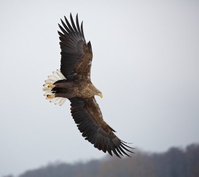 Zeearend/White-tailed Eagle