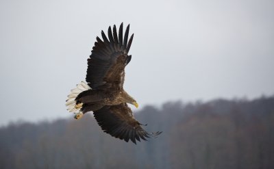 Zeearend/White-tailed Eagle