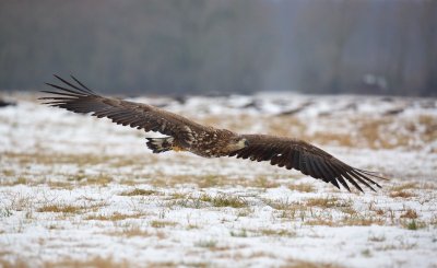 Zeearend/White-tailed Eagle