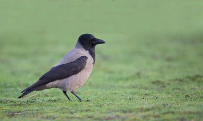 Bonte Kraai/Hooded Crow