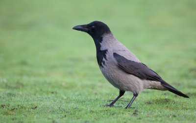 Bonte Kraai/Hooded Crow