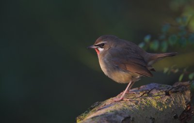 Roodkeelnachtegaal/Siberian Rubythroat