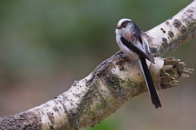 Staartmees/Long-tailed Tit