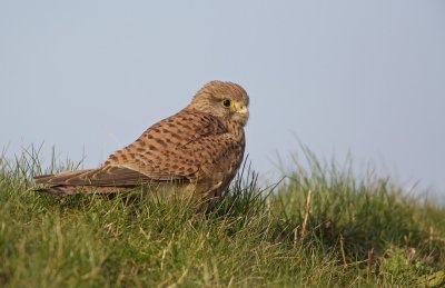 Torenvalk/Kestrel