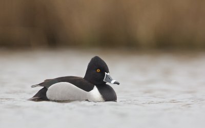 Ringsnaveleend/Ring-necked Duck