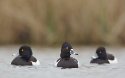Ringsnaveleend/Ring-necked Duck