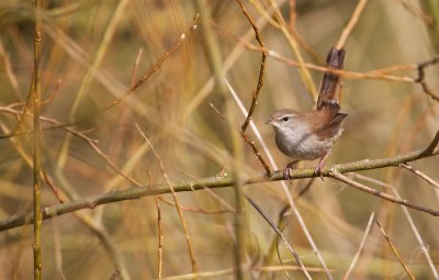 Cetti's Zanger/Cetti's Warbler