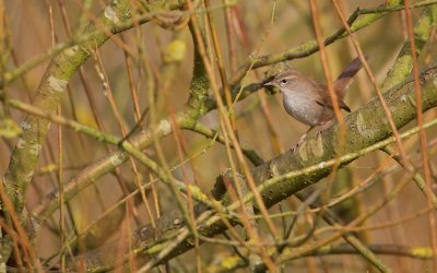 Cetti's Zanger/Cetti's Warbler
