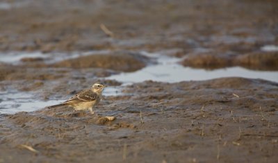 Waterpieper/Water Pipit
