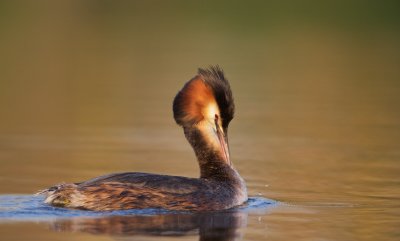 Fuut/Great Crested Grebe
