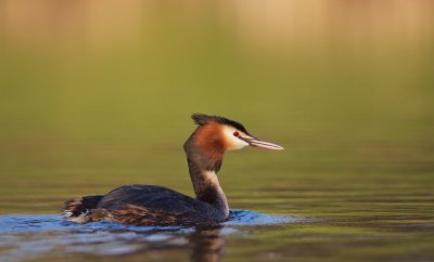 Fuut/Great Crested Grebe