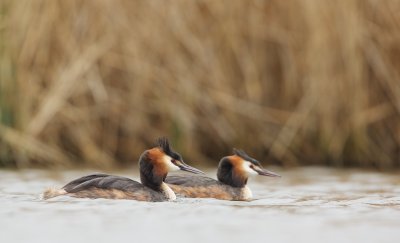 Fuut/Great Crested Grebe
