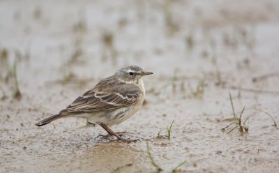 Waterpieper/Water Pipit