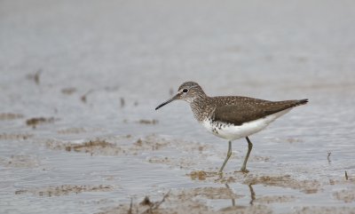 Witgat/Green Sandpiper