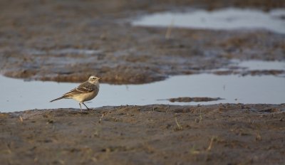 Waterpieper/Water Pipit