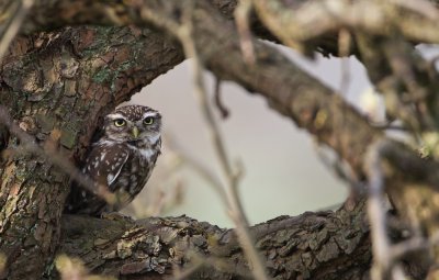 Steenuil/Little Owl