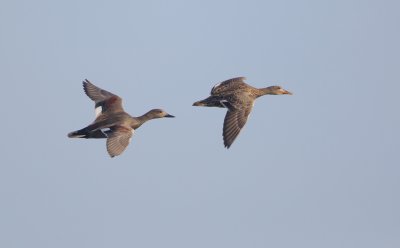 Krakeend/Gadwall