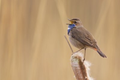 Blauwborst/Bluethroat