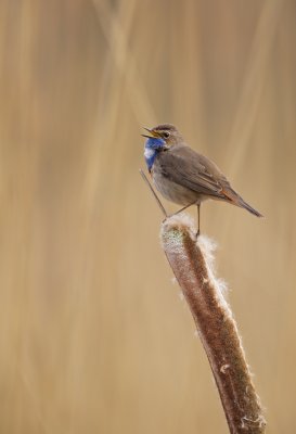 Blauwborst/Bluethroat