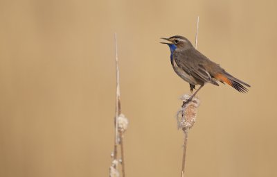 Blauwborst/Bluethroat