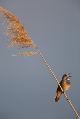 Blauwborst/Bluethroat