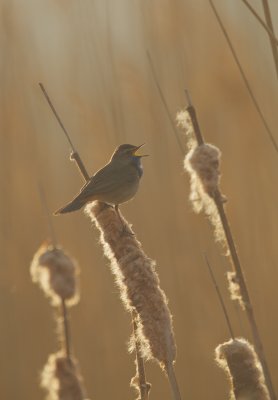 Blauwborst/Bluethroat